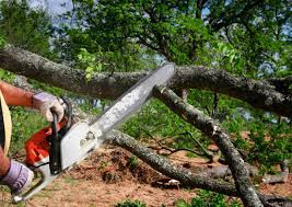 How Our Tree Care Process Works  in  Houghton, NY