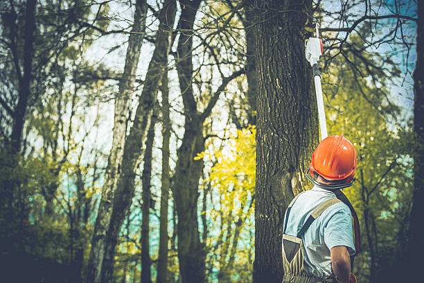 Reliable Houghton, NY Tree Care Solutions
